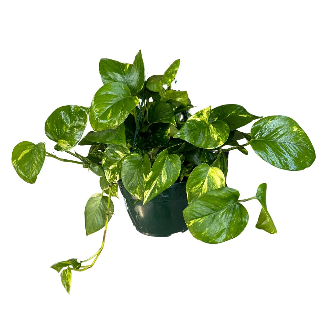 Pothos Colgante Planta De Interior Muy Resistente (epipremnum Aureum) Maceta 12cm