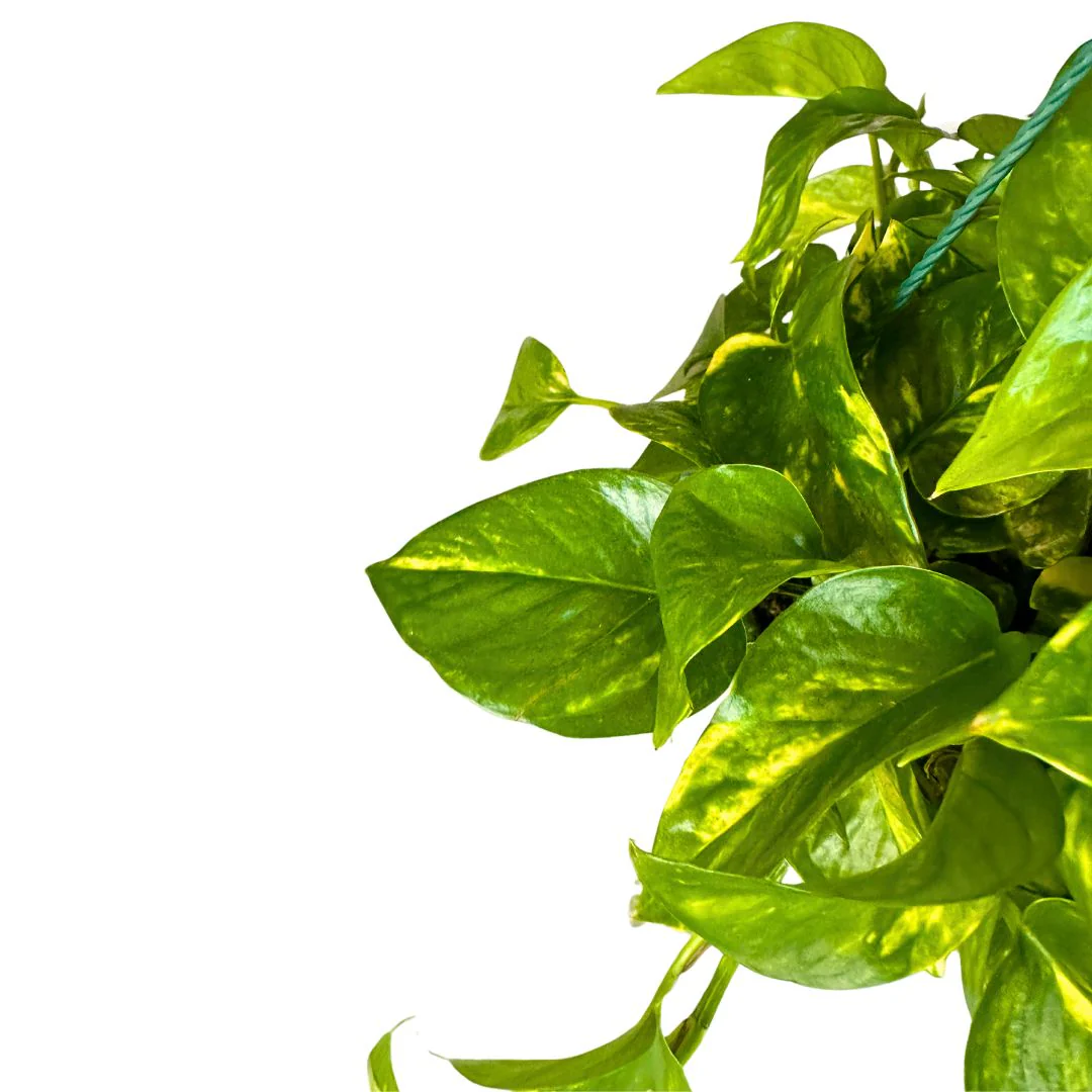 Pothos Colgante Planta De Interior Muy Resistente (epipremnum Aureum) Maceta 15cm - Image 2