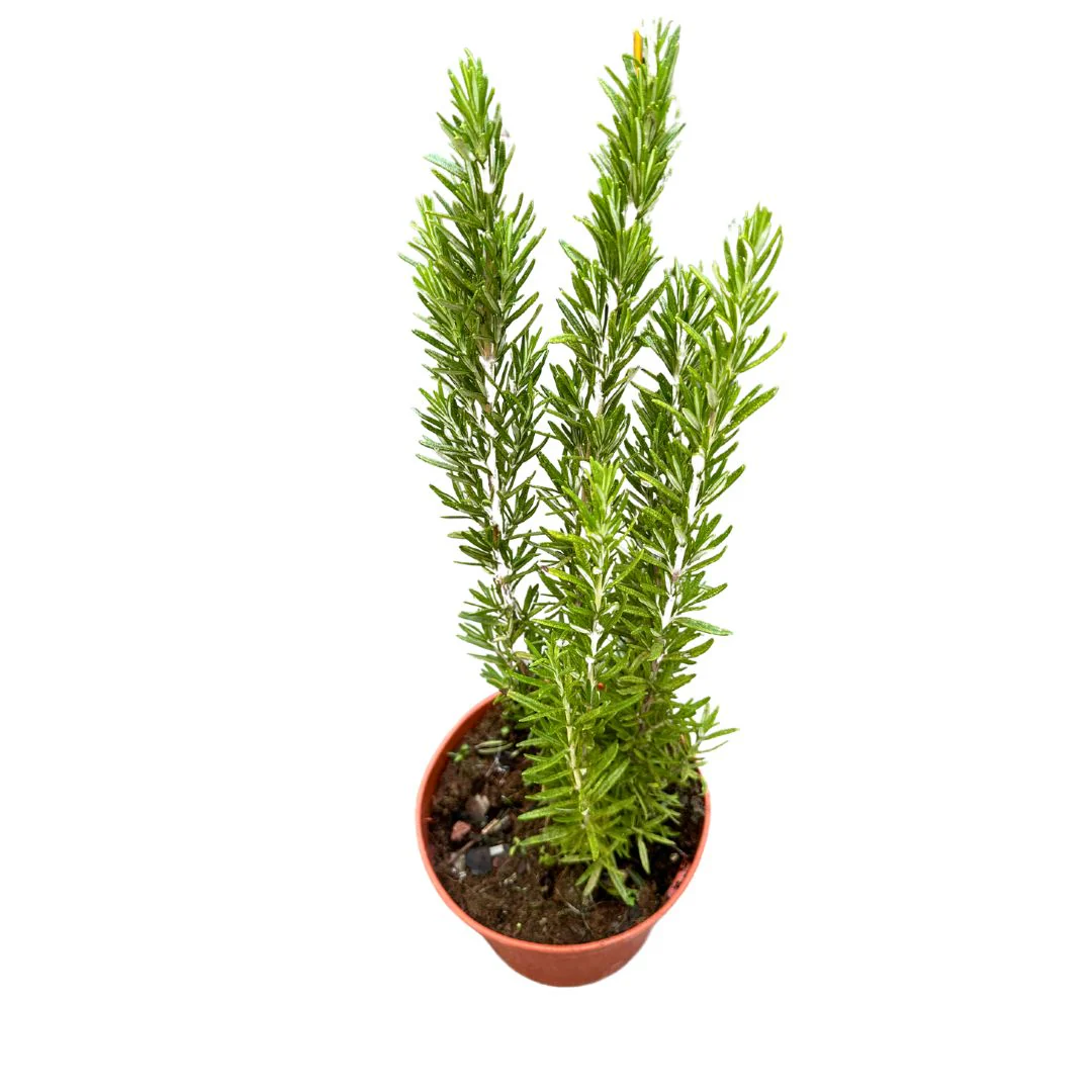 Romero Alto Planta Aromática Y Medicinal (rosmarinus Officinalis) Maceta 14cm