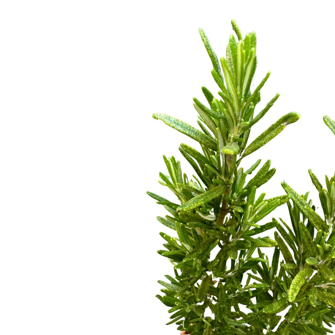 Romero Alto Planta Aromática Y Medicinal (rosmarinus Officinalis) Maceta 14cm - Image 2