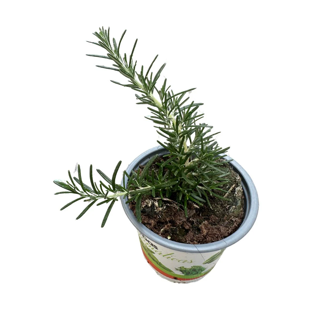 Romero Rastrero Planta Ornamental Para Jardines Y Macetas (rosmarinus Officinalis Prostratus) Maceta 14cm