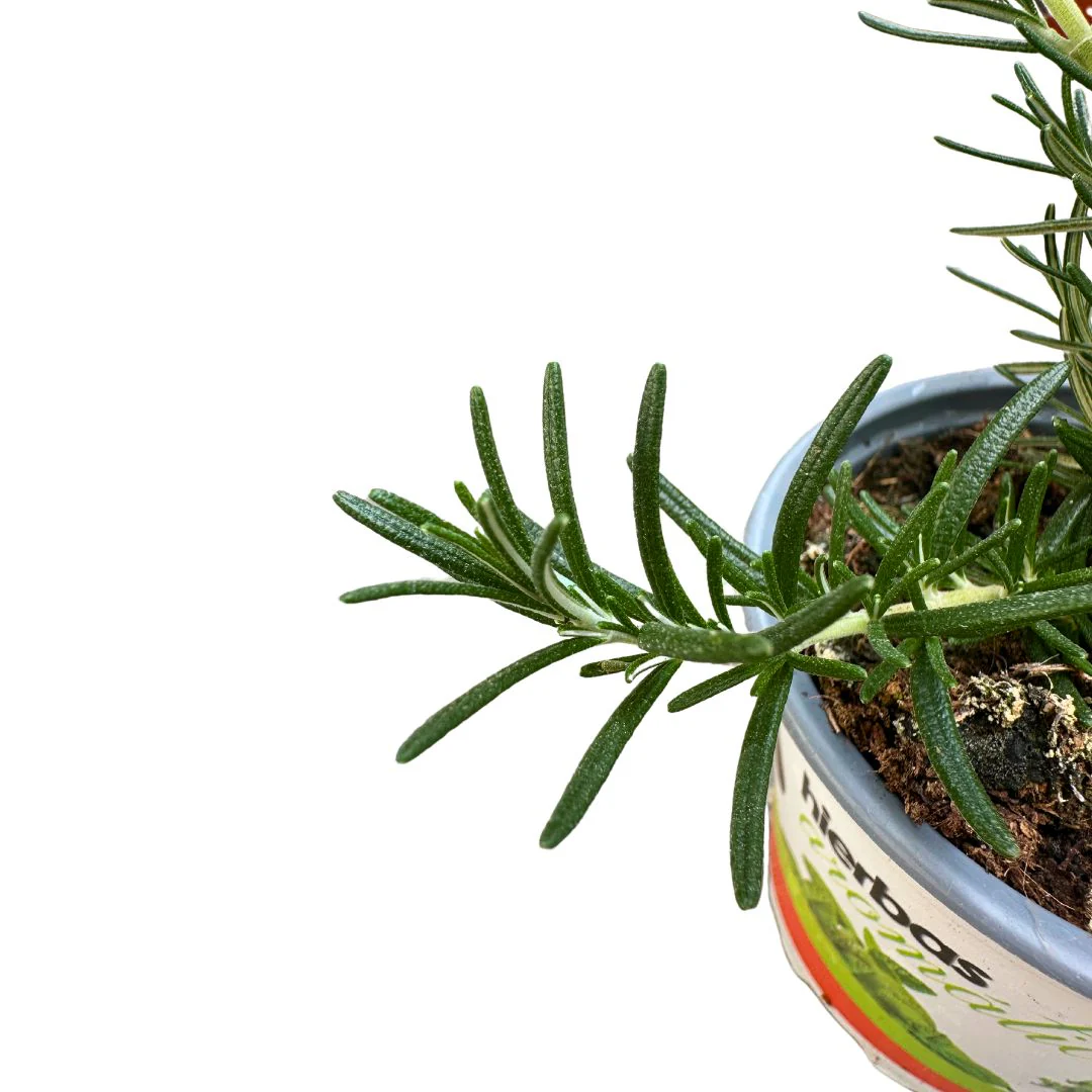 Romero Rastrero Planta Ornamental Para Jardines Y Macetas (rosmarinus Officinalis Prostratus) Maceta 17cm - Image 2