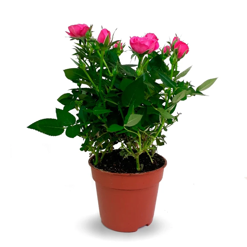 Rosal Mini La Flor Más Bonita Colores Variados M10 Maceta 10,5cm