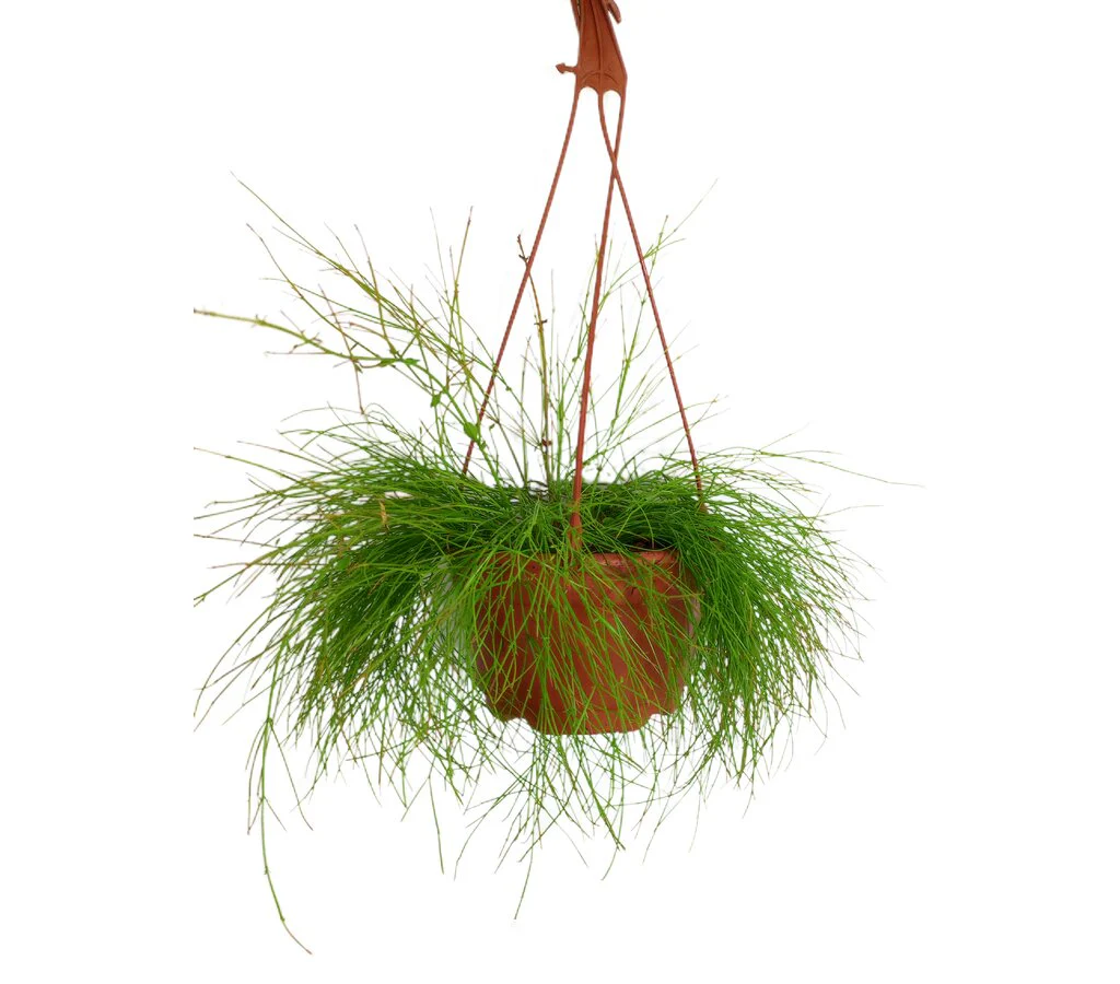 Russelia Equisetiformis T18 (lágrimas De Amor)