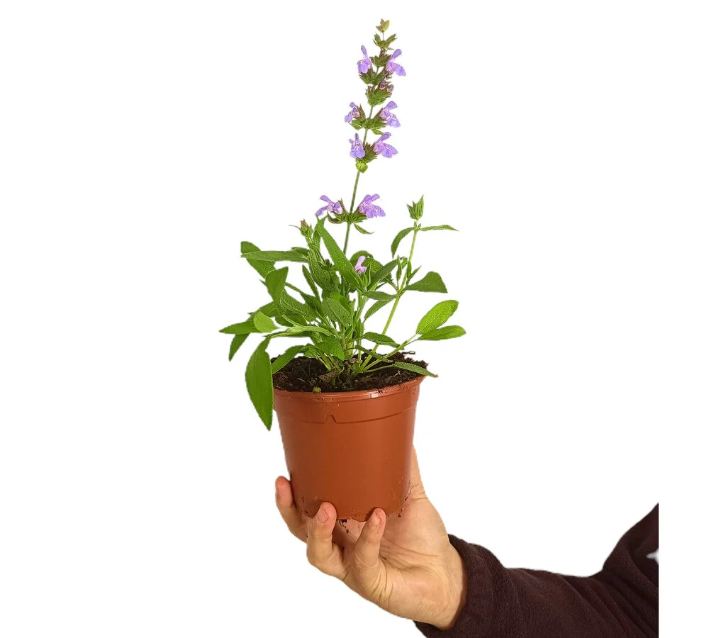 Salvia Officinalis M13
