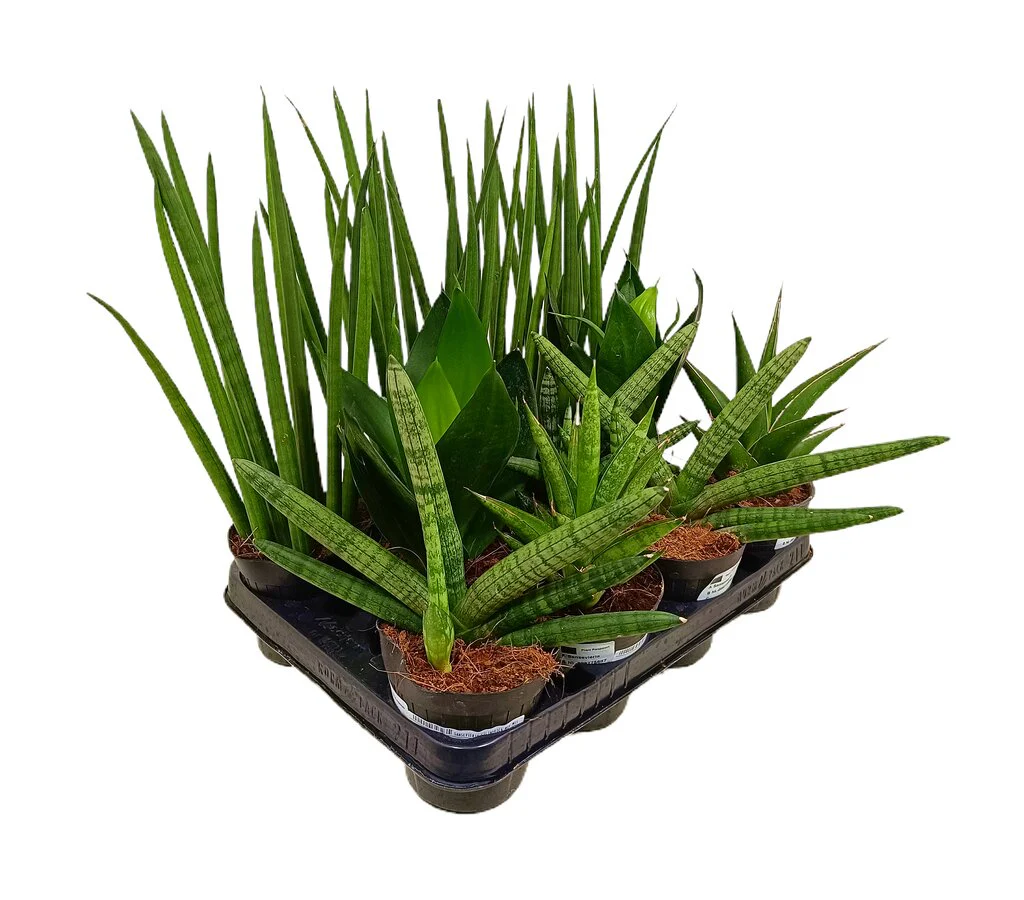 Sansevieria Cilindrica Mix M11 (unidad)