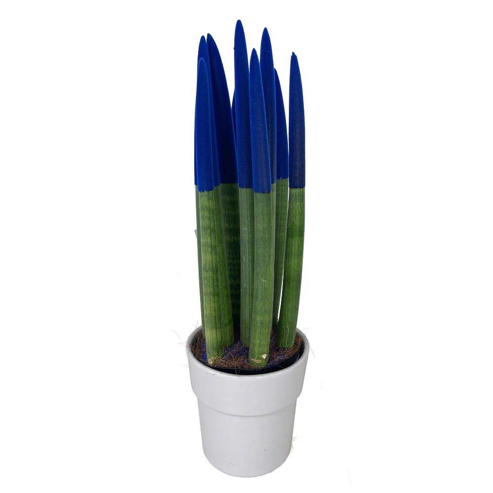 Sansevieria Cilindrica Pintada M12 30cm - Image 5
