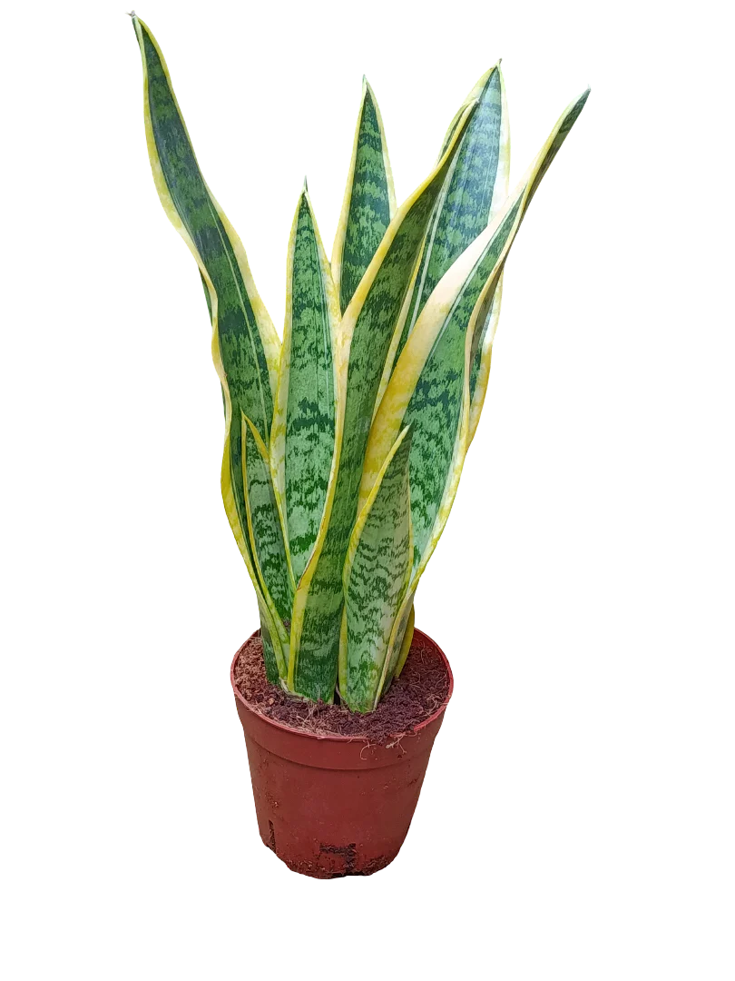 Sansevieria Laurenti Ø14 - 50 Cms Altura Planta De Interior Purificante