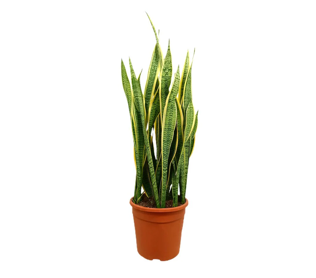 Sansevieria Laurentii M25 70-90cm (lengua De Suegra)