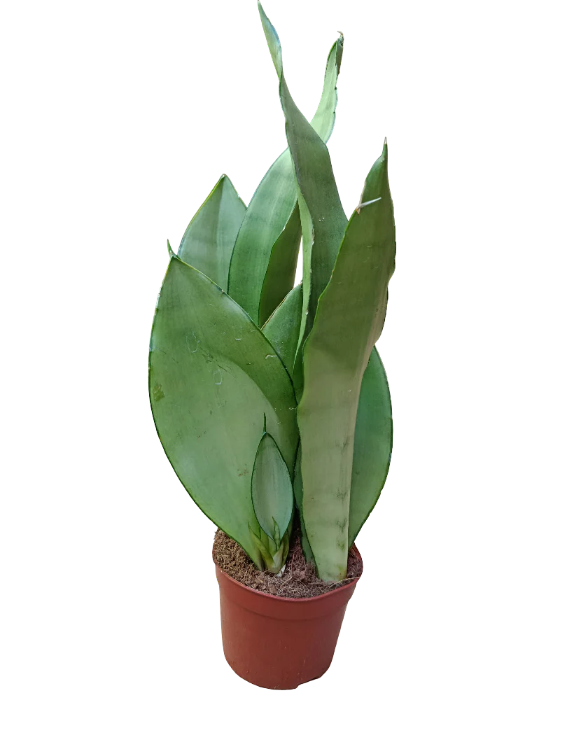 Sansevieria Moonshine Ø10 Planta Purificante De Interior
