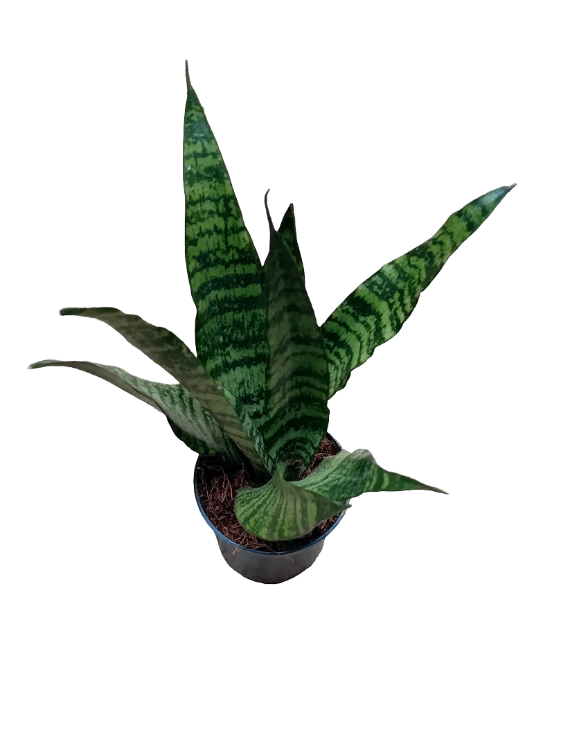 Sansevieria Trifasciata Black Coral Ø9 Planta Purificante