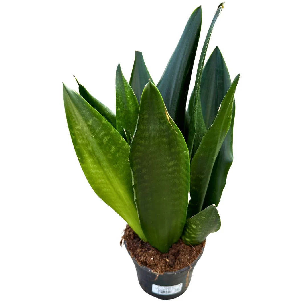 Sansevieria Zeilanica Lengua De Suegra O Espada De San Jorge Planta Muy Resistente Para Interior Maceta 14cm