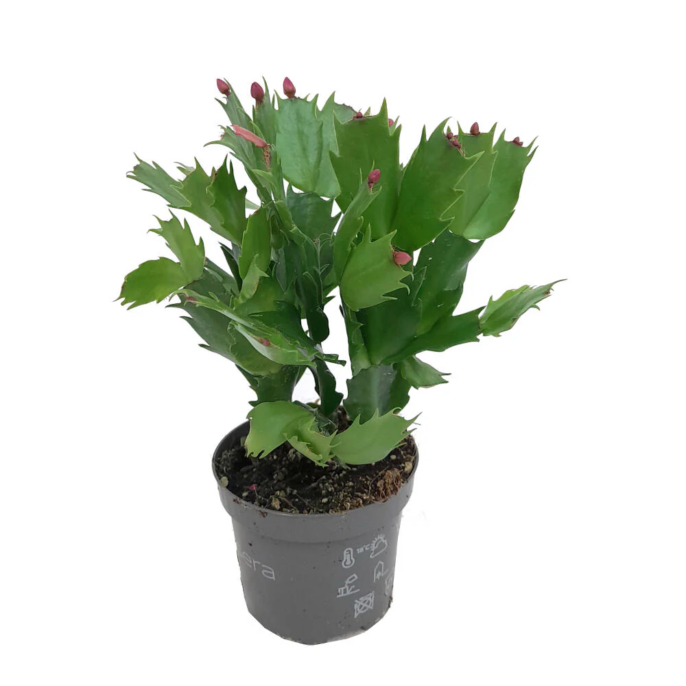 Schlumbergia Variada M9 35cm (cactus De Navidad)