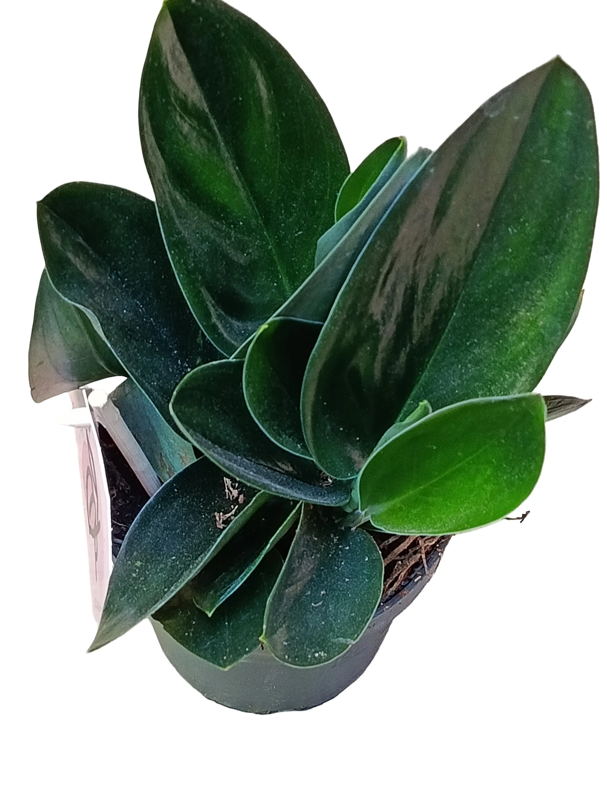 Scindapsus Treubii Forma Oscura Ø12 Planta De Interior Colgante