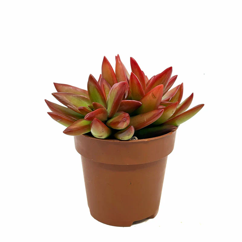 Sedum Adolphii Firestorm Cactus Y Suculentas M8,5 cm Ø