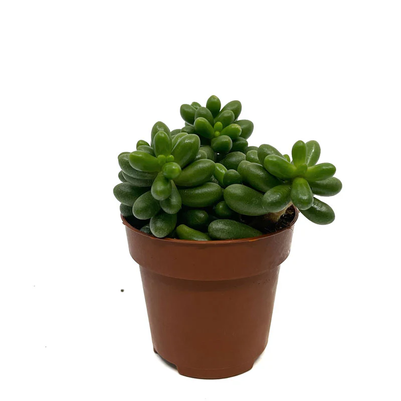 Sedum Hernandezii Cactus Y Suculentas M8,5 cm Ø