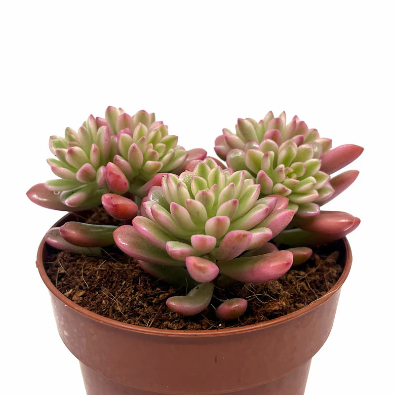 Sedum Joyce Tulloch Variegata Cactus Y Suculentas M8,5 cm Ø