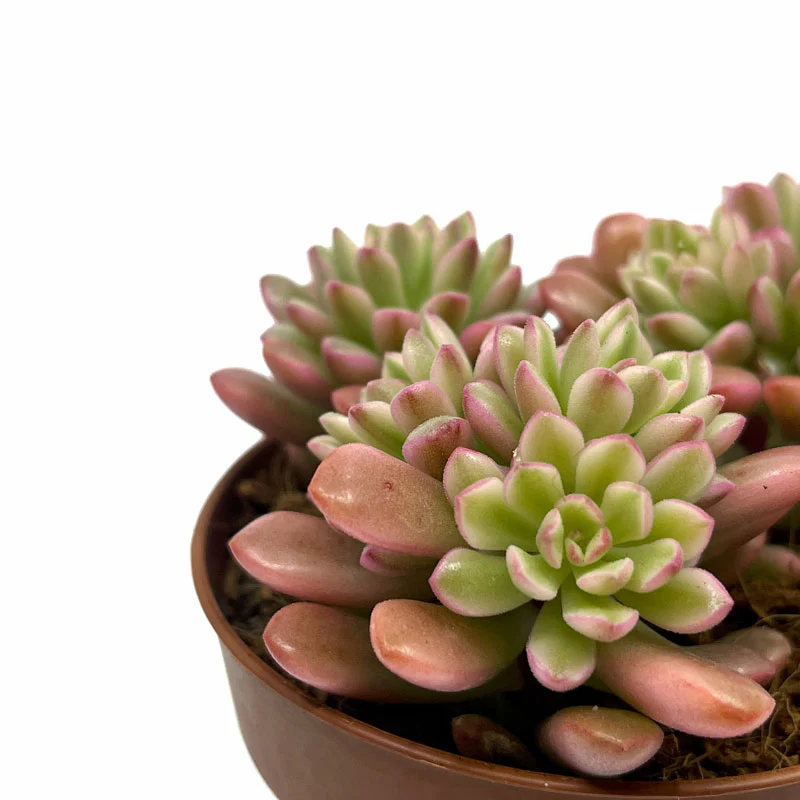Sedum Joyce Tulloch Variegata Cactus Y Suculentas M8,5 cm Ø - Image 3