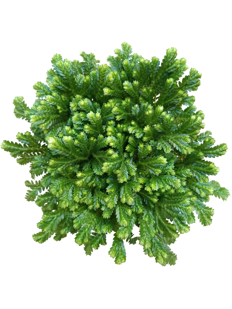 Sellaginella Jori Planta De Interior Ideal Para Decorar