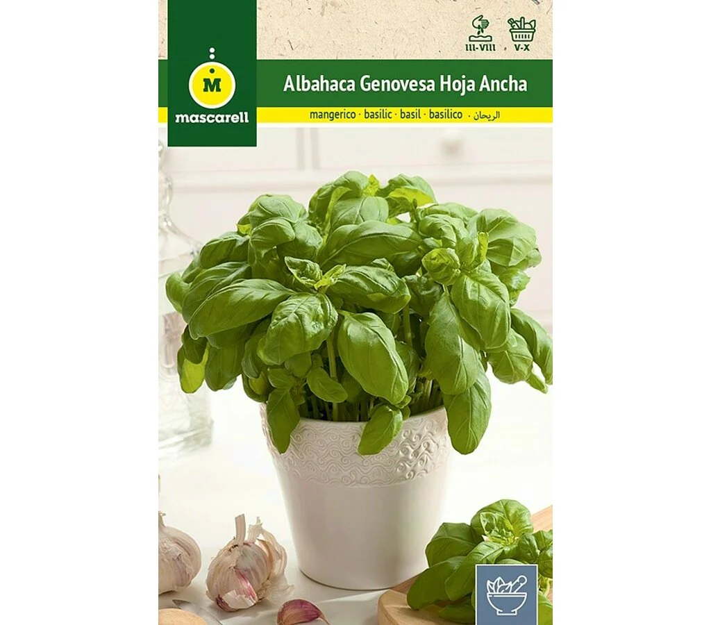 Semillas Albahaca Genovesa Hoja Ancha