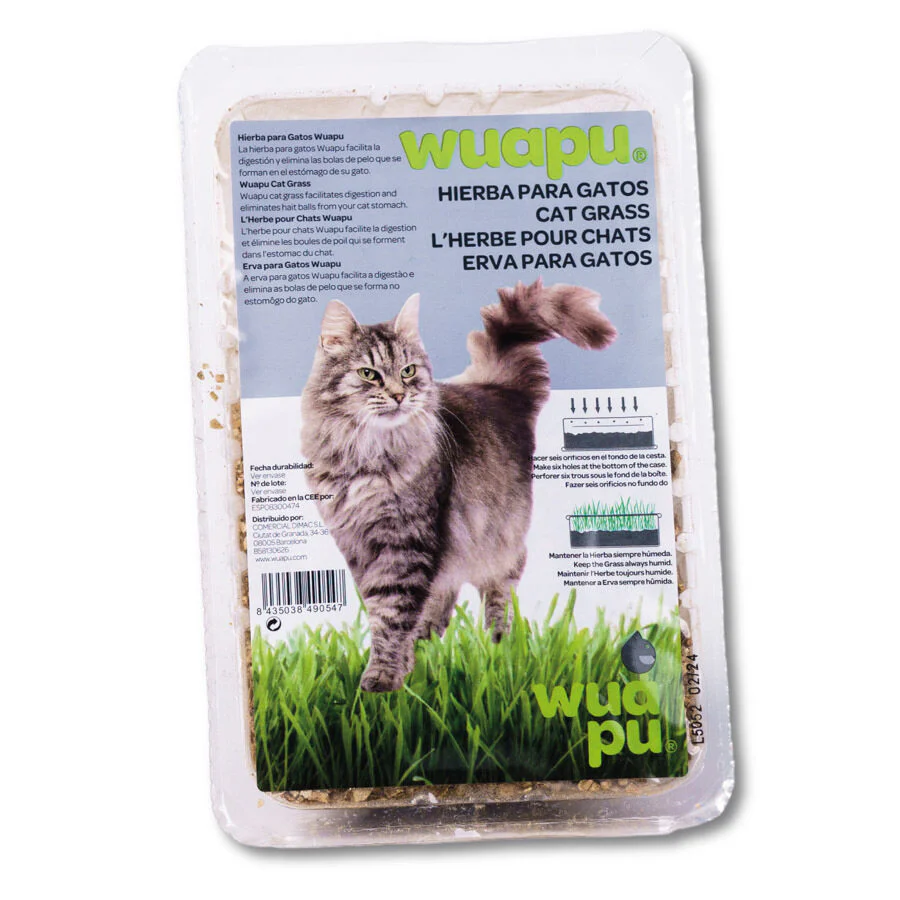 Semillas De Hierba Para Gato En Recipiente De Cultivo, Ideal Para La Purga De Los Gatos De Interior