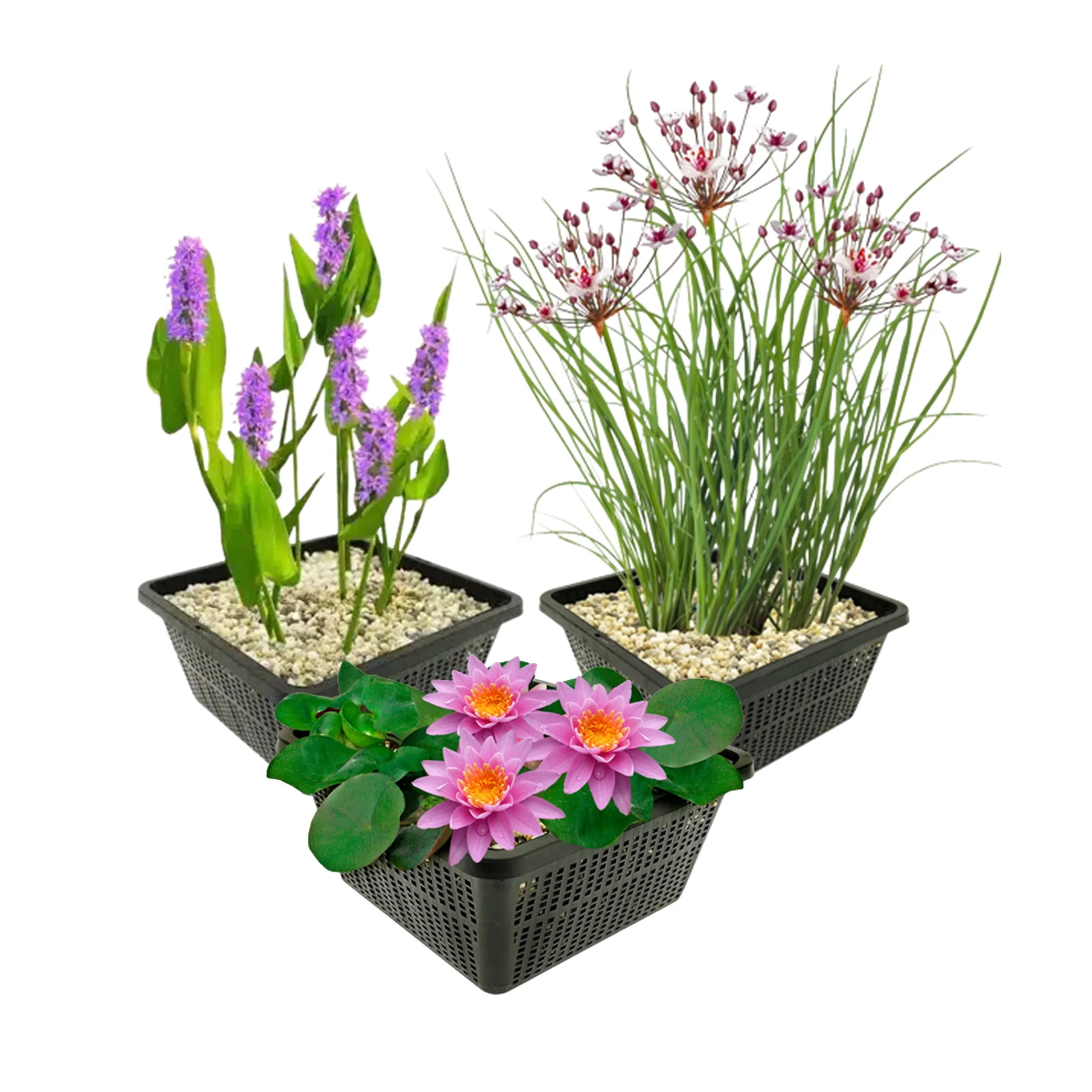 Set Completo Para Estanque Rosa: 9 Plantas (incluido Un Lirio), 3 Cestas Y Accesorios