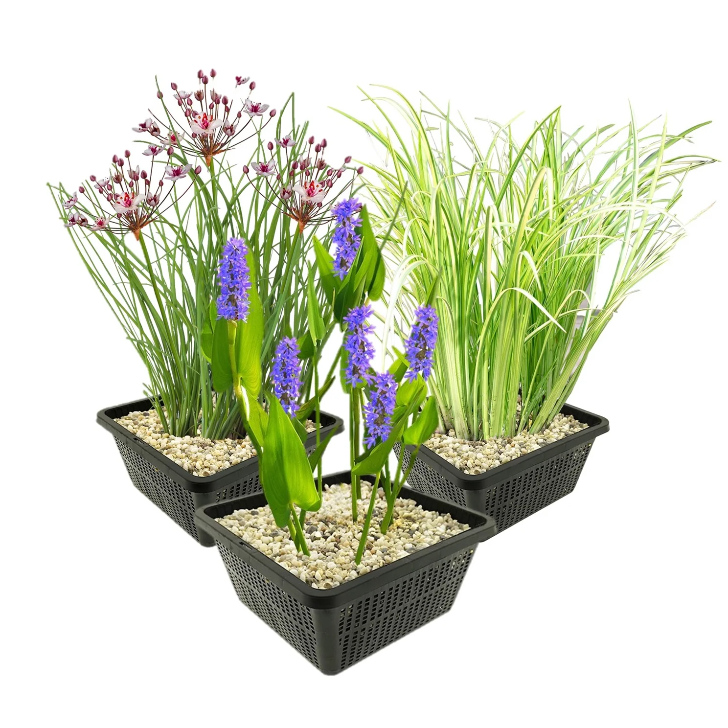 Set De Plantas Acuáticas: 12 Plantas (3 Variedades), Cesta Para Plantas, Sustrato, Arcilla Y Fertilizante