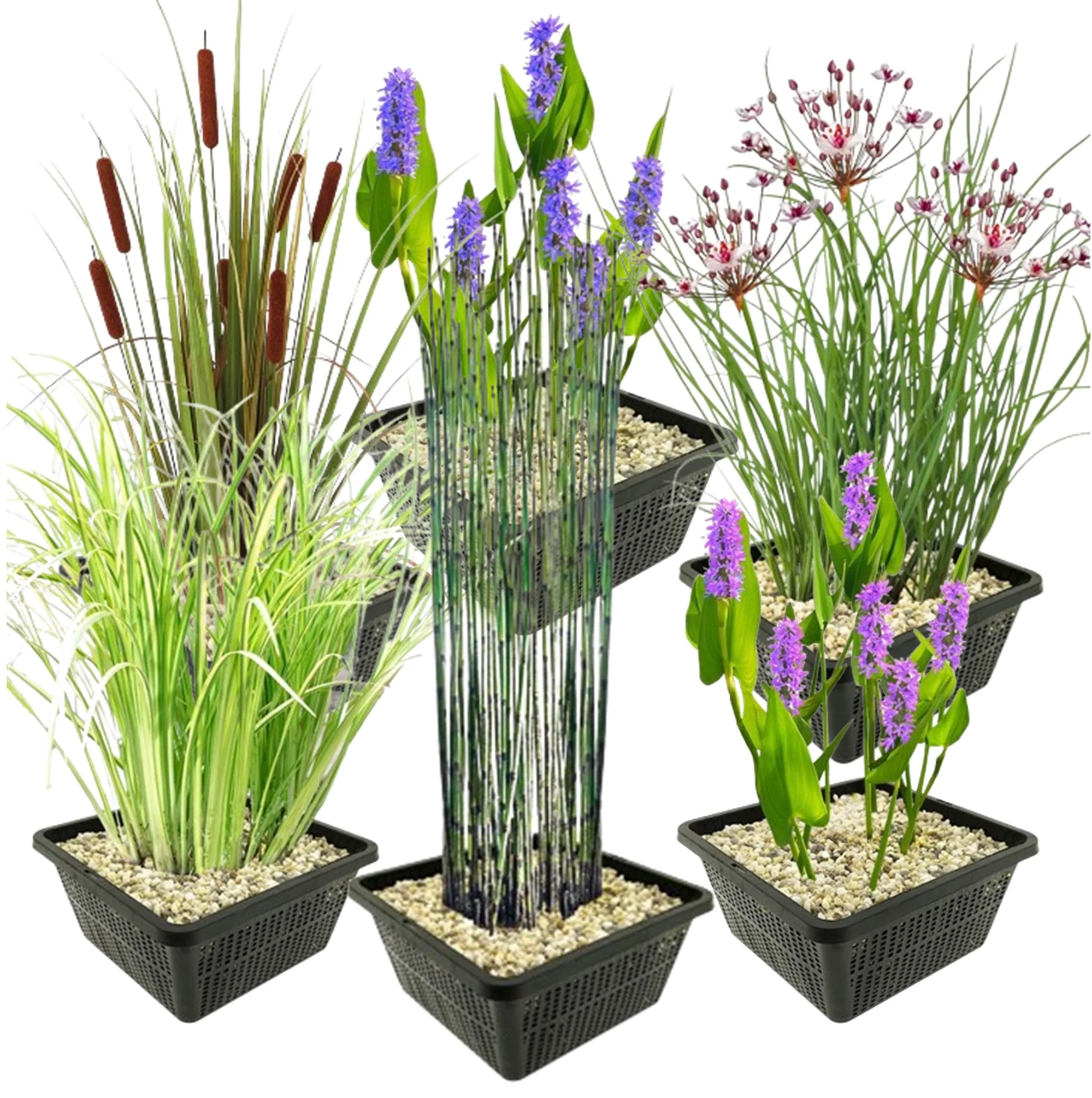 Set De Plantas Acuáticas: 24 Plantas (6 Variedades), Cesta Para Plantas, Sustrato, Arcilla Y Fertilizante