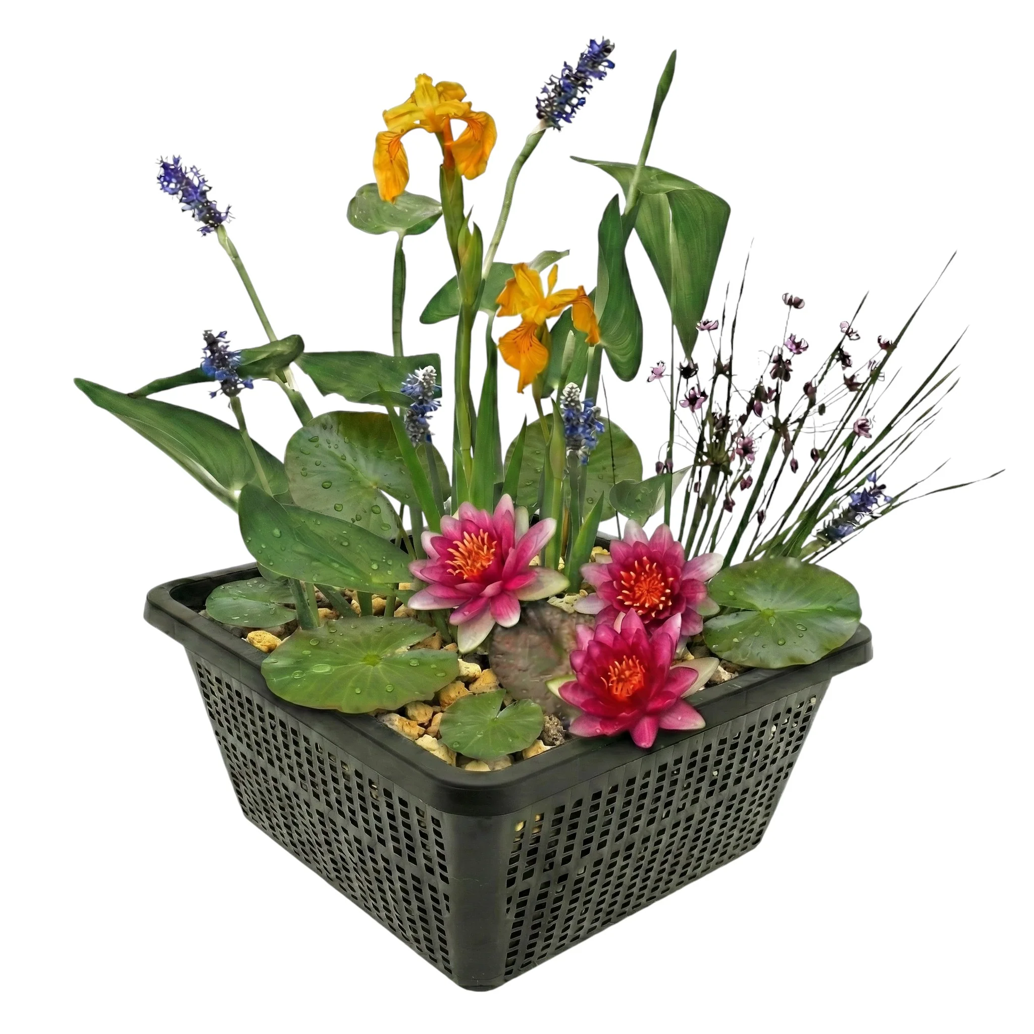 Set De Plantas Para Miniestanque Rojo - 4 Plantas Acuáticas, Cesta Para Plantas, Sustrato Y Fertilizante
