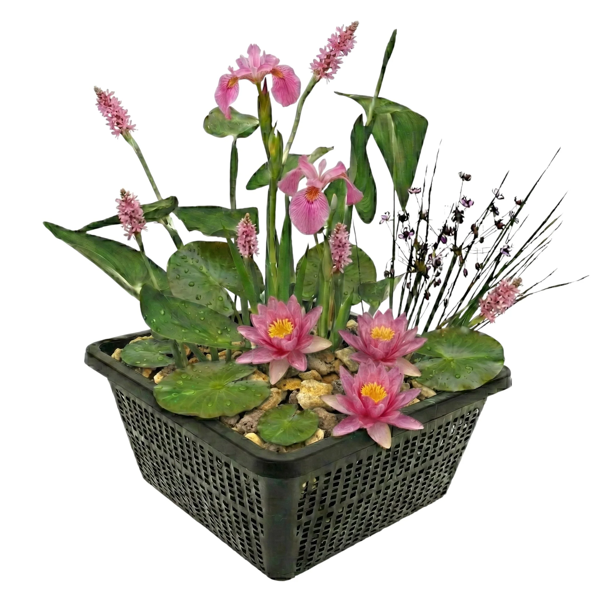 Set De Plantas Para Miniestanque Rosa - 4 Plantas Acuáticas, Cesta Para Plantas, Sustrato Y Fertilizante