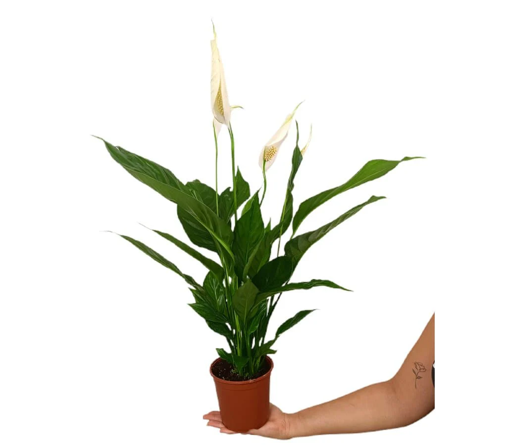 Spathiphyllum M14 50cm