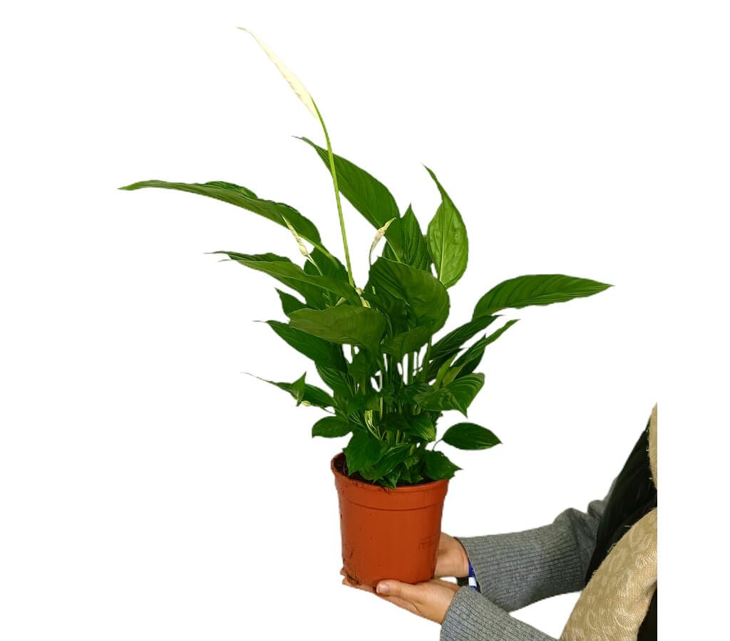 Spathiphyllum M17 60cm (cuna De Moisés)