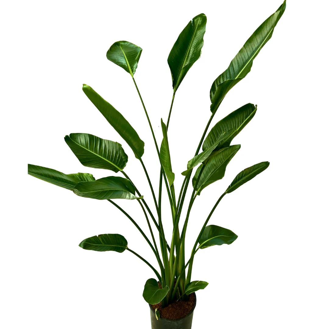 Strelitzia Augusta Planta De Jardín (strelitzia Nicolai)