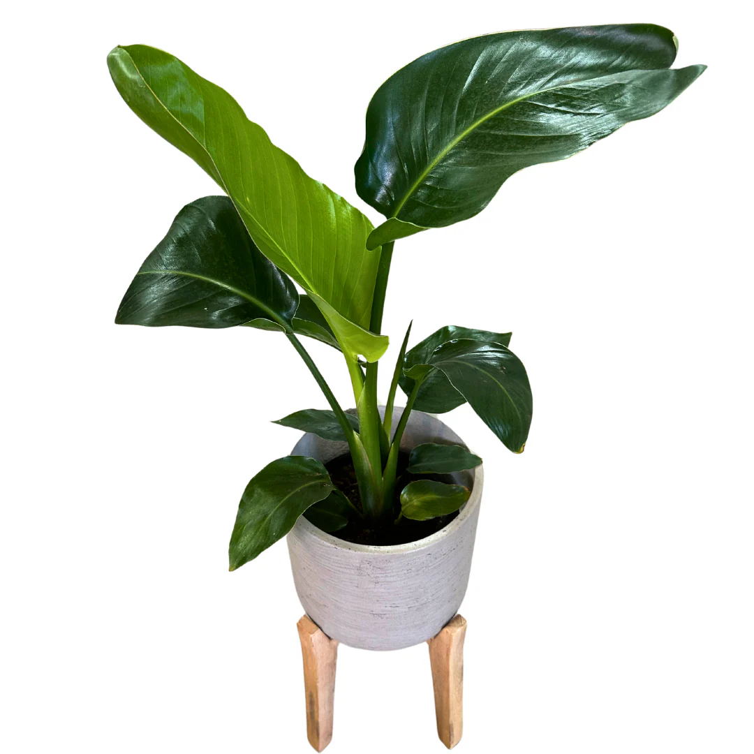 Strelitzia Augusta Planta De Jardín (strelitzia Nicolai) Maceta 20cm