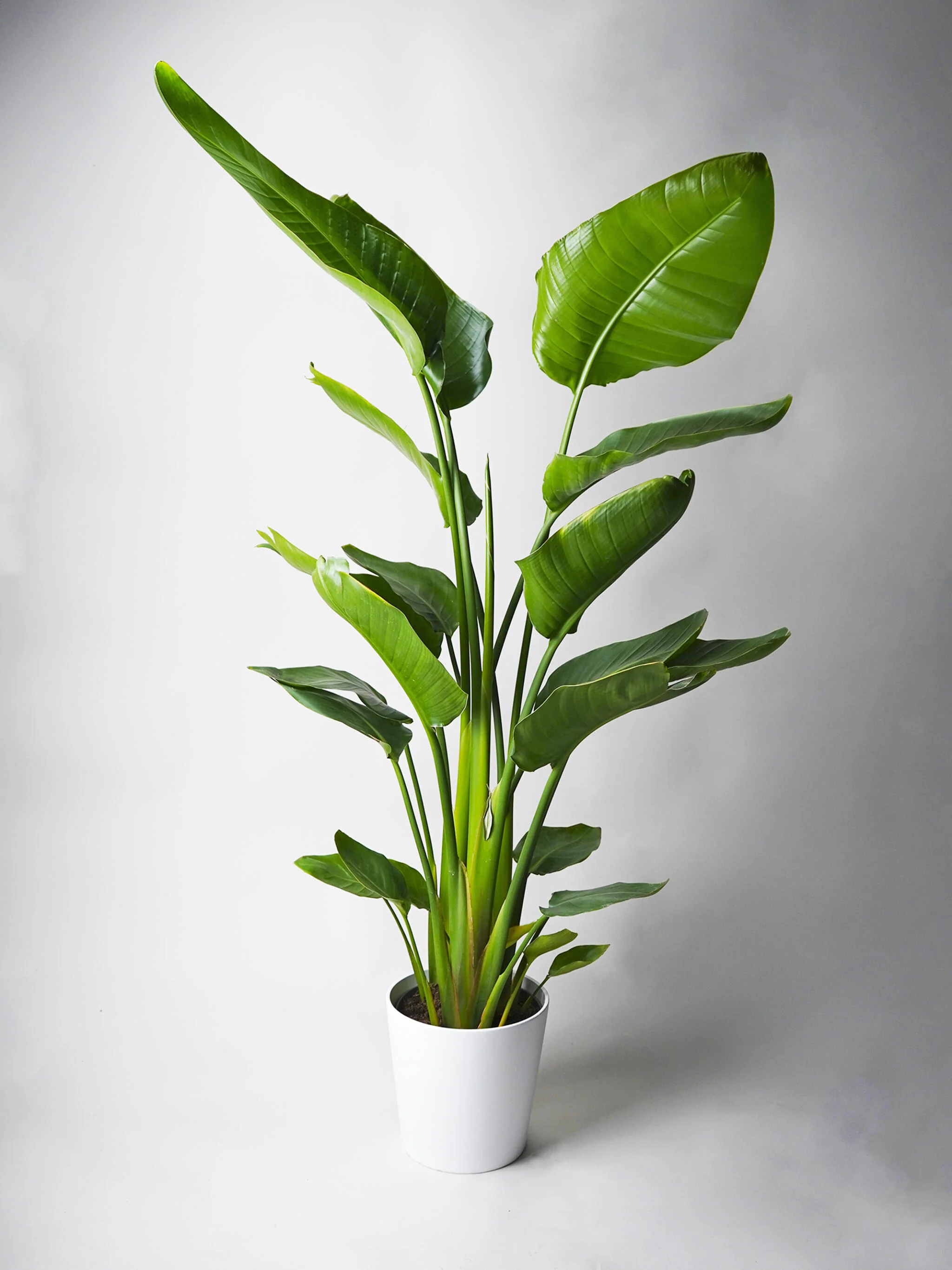 Strelitzia O Ave Del Paraíso | Altura 100cm - Maceta 19cm