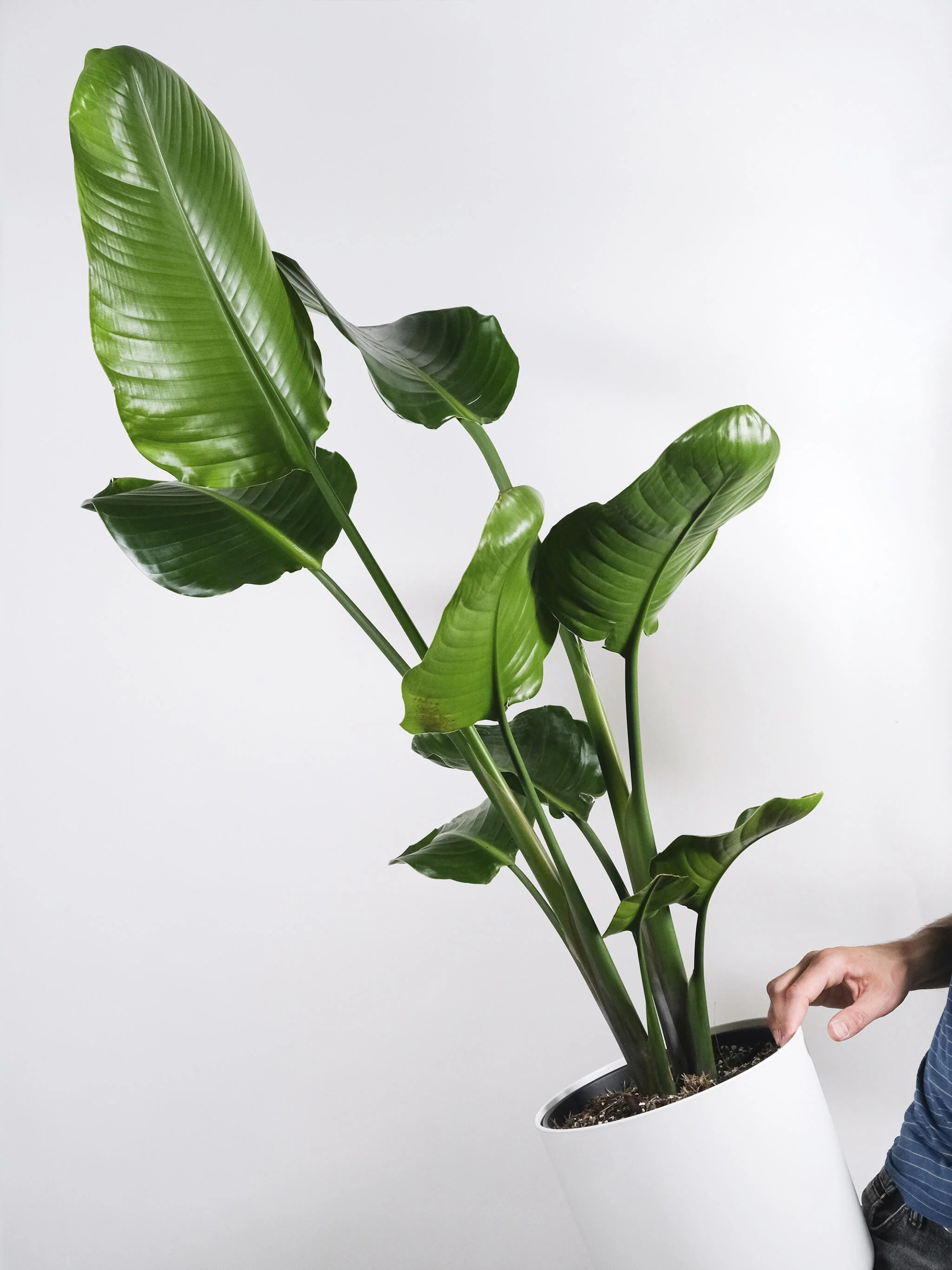Strelitzia O Ave Del Paraíso | Altura 100cm - Maceta 19cm - Image 5