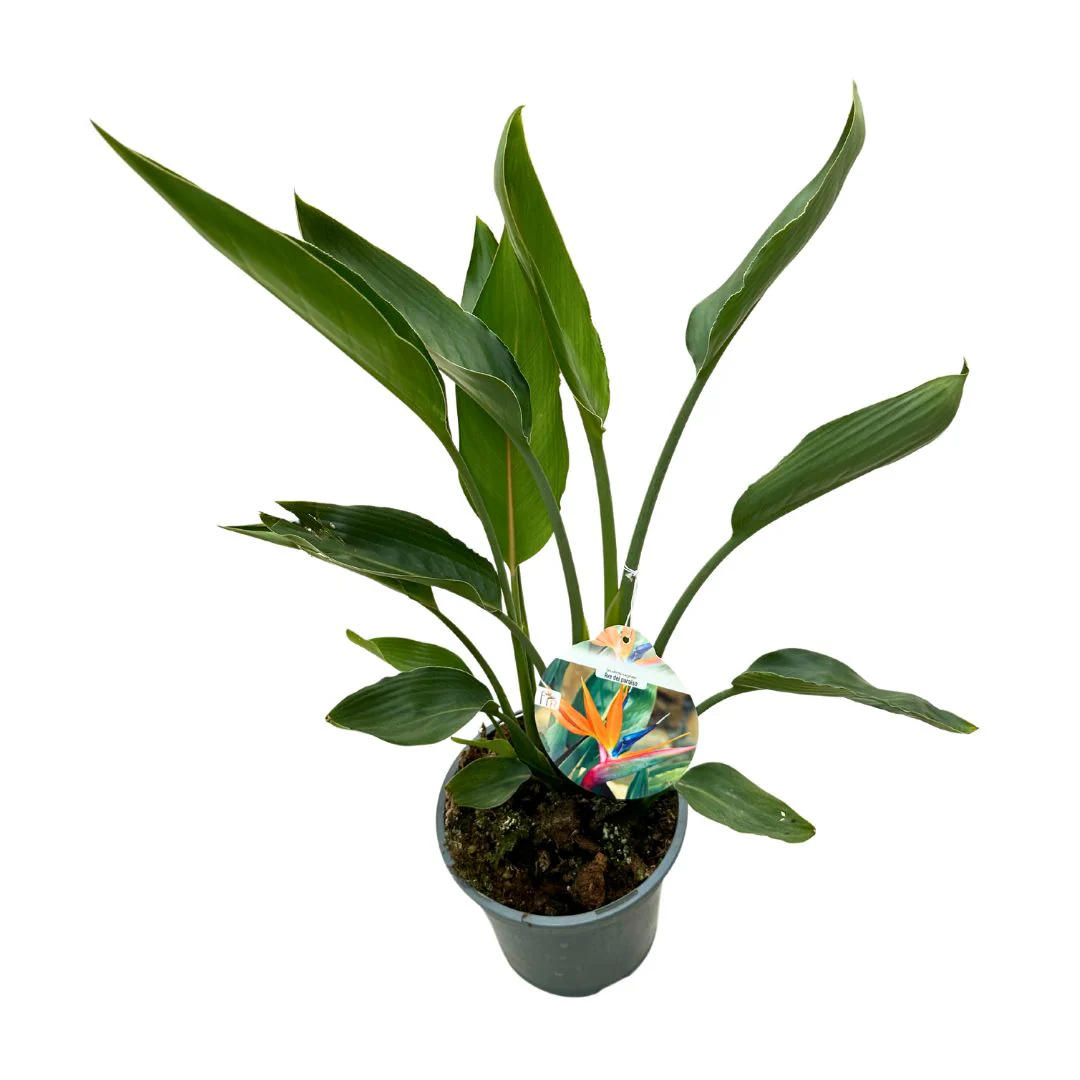 Strelitzia Reginae Planta De Jardín (ave Del Paraíso) Maceta 17cm