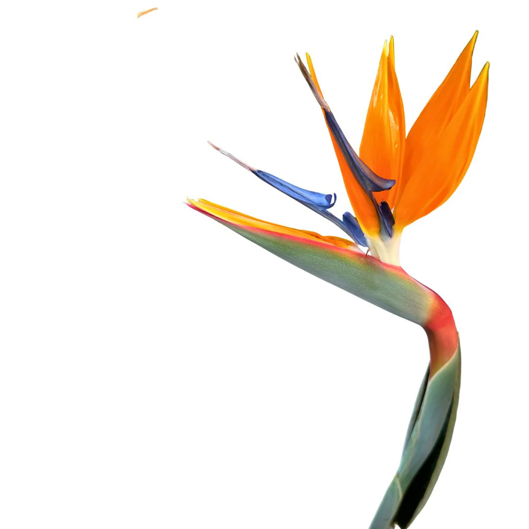 Strelitzia Reginae Planta De Jardín (ave Del Paraíso) Maceta 20cm - Image 2