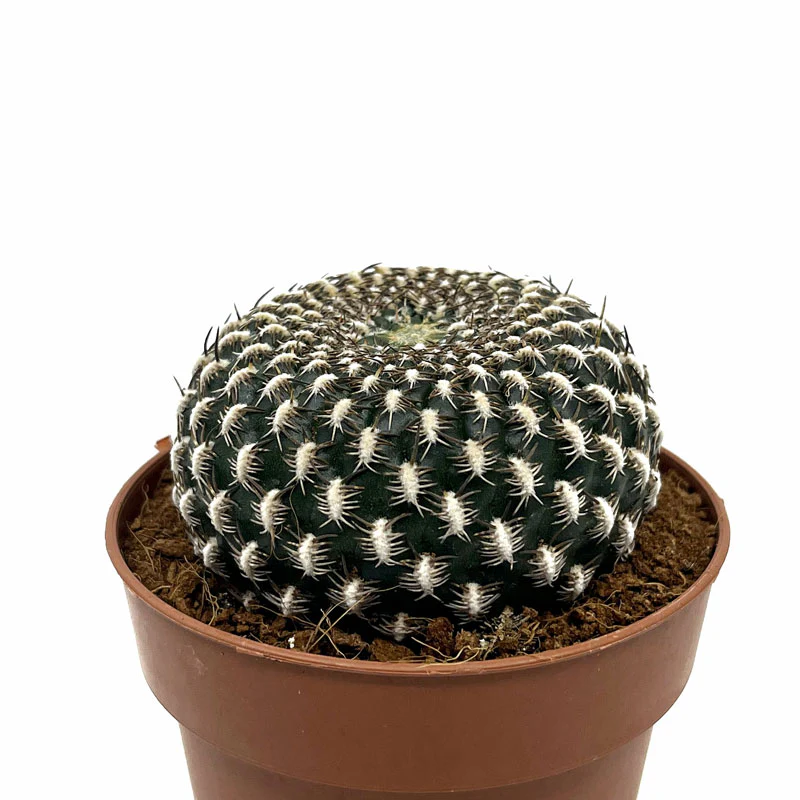 Sulcorebutia Arenacea Cactus Y Suculentas M8,5 cm Ø