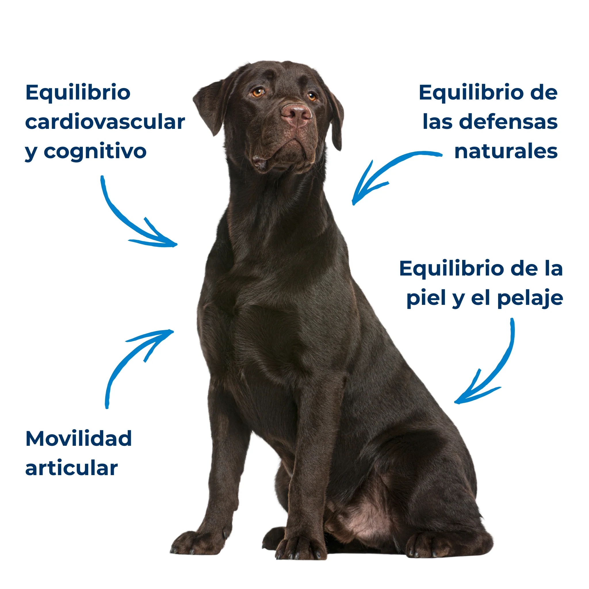 Suplemento natural Omega-3 para perros y gatos – Aceite de sardina y anchoa salvaje 200 ml - Image 3