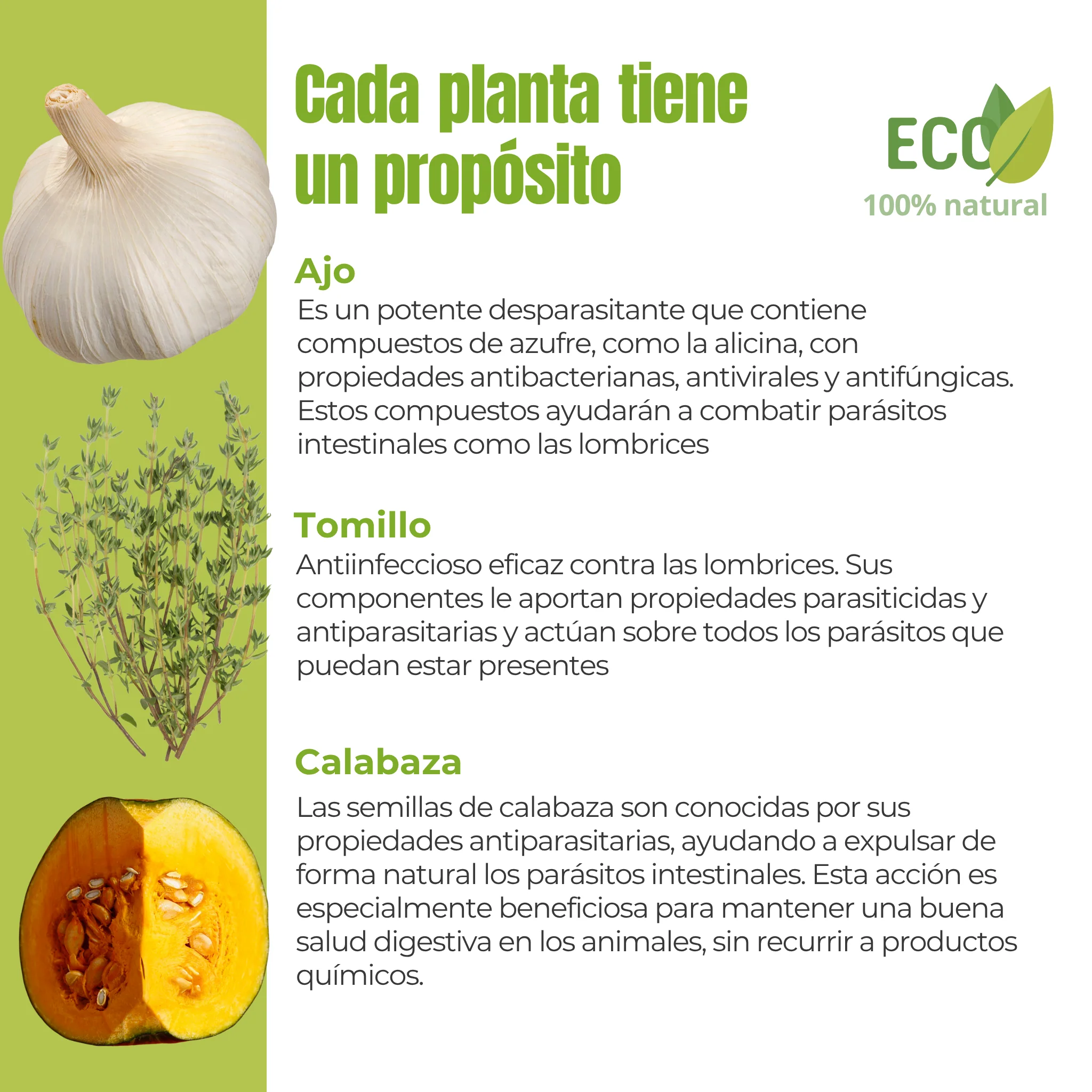 Suplemento natural para el equilibrio intestinal de perros y gatos – ECO 100 g - Image 3