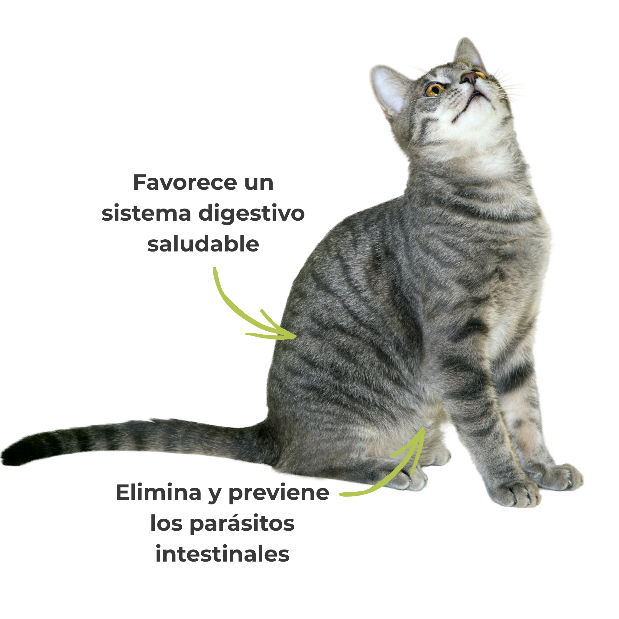 Suplemento natural para el equilibrio intestinal de perros y gatos – ECO 100 g - Image 4
