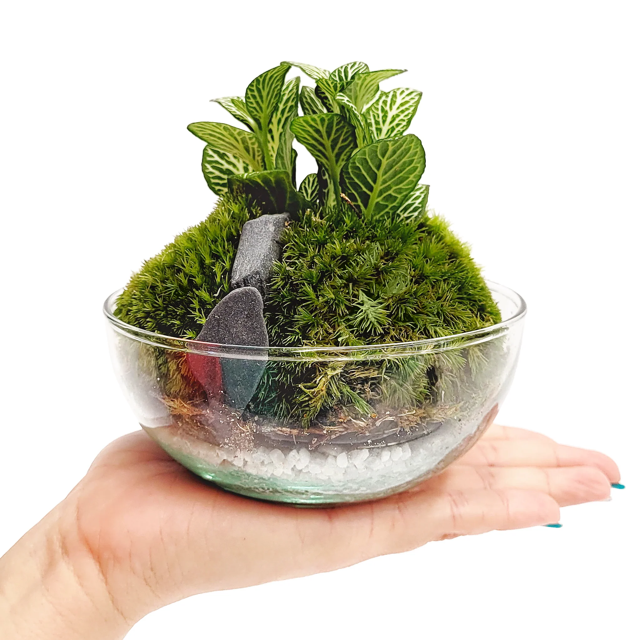 Terrario Borneo Moss 12 X12 Cm - Image 2
