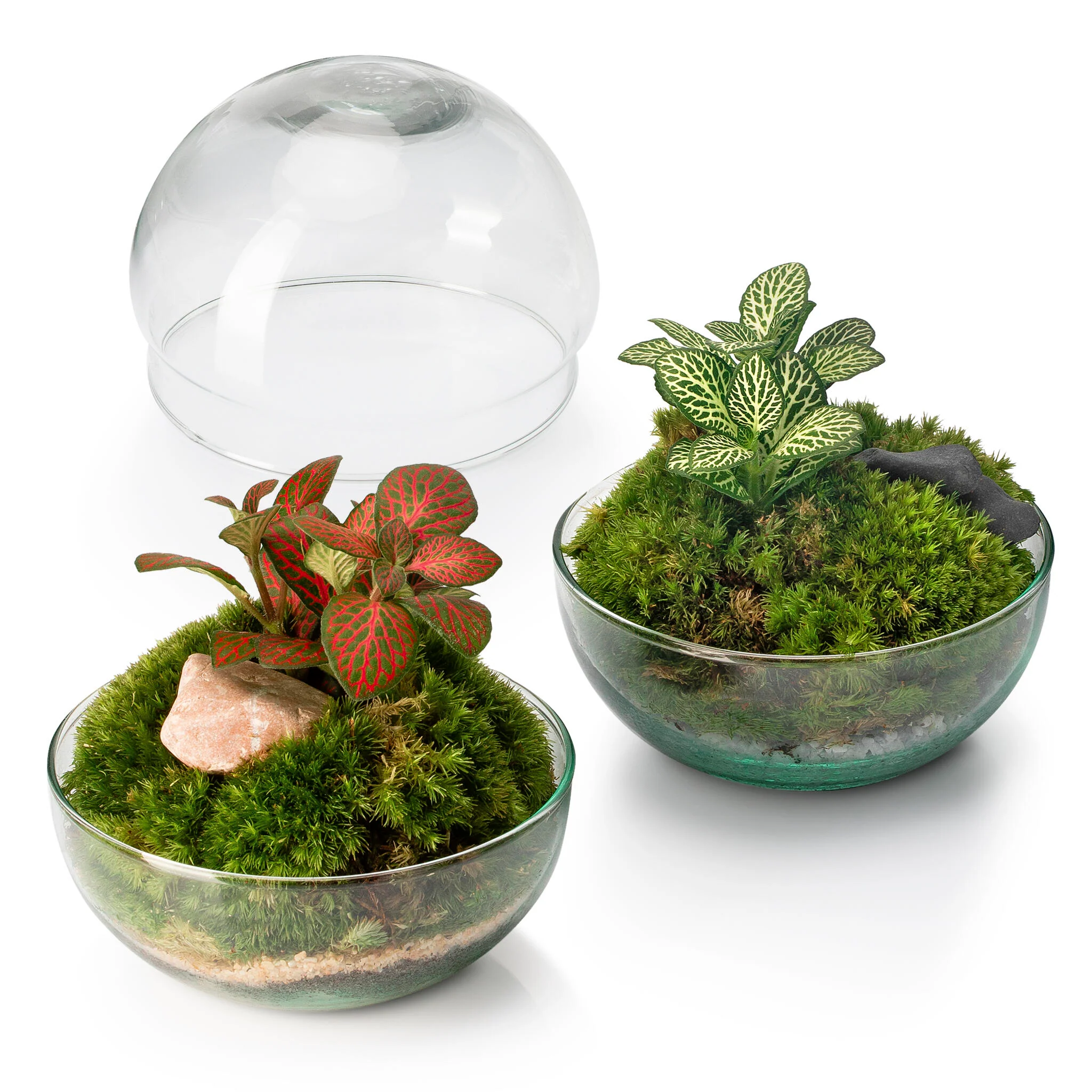 Terrario Borneo Moss 12 X12 Cm - Image 3