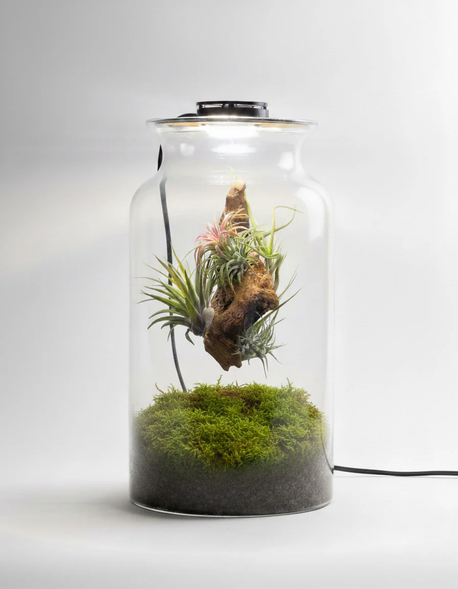 Terrario Con Plantas De Aire | Jardín Eterno 19 x 35 cm