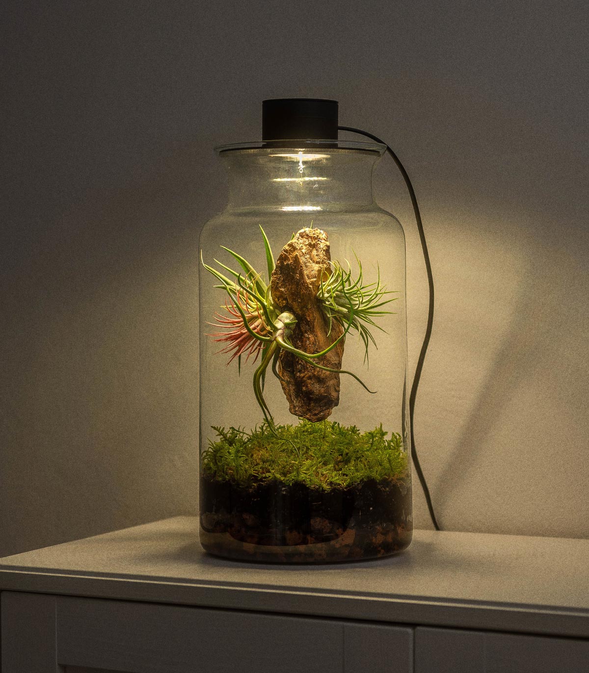 Terrario Con Plantas De Aire | Jardín Eterno 19 x 35 cm - Image 2