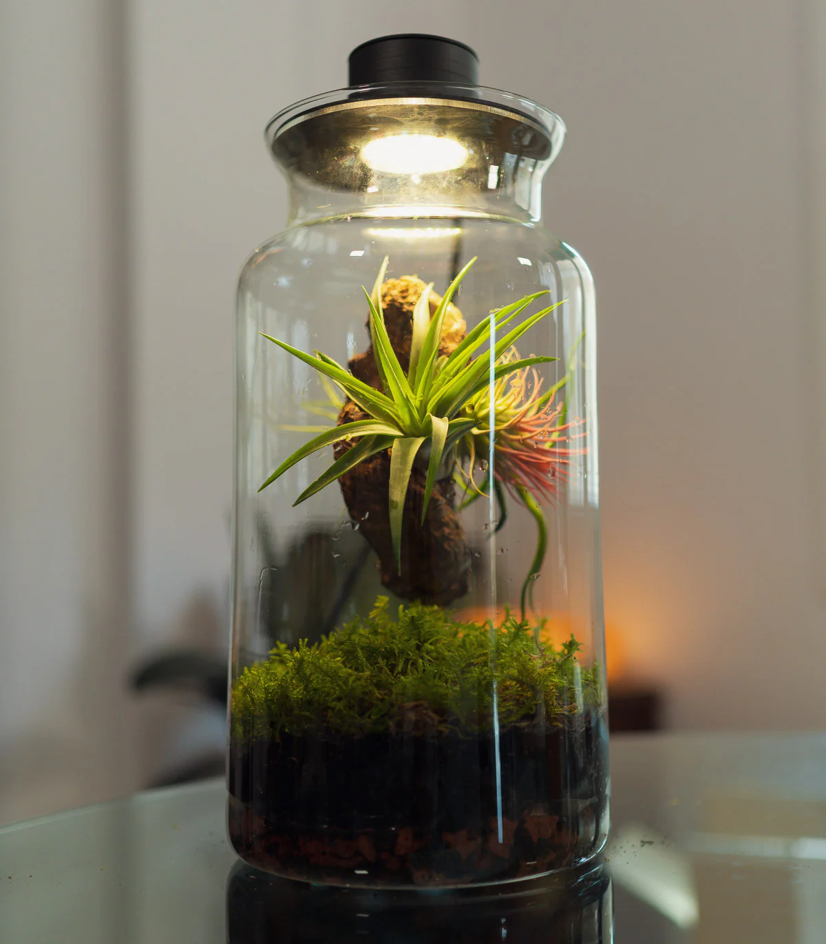 Terrario Con Plantas De Aire | Jardín Eterno 19 x 35 cm - Image 3