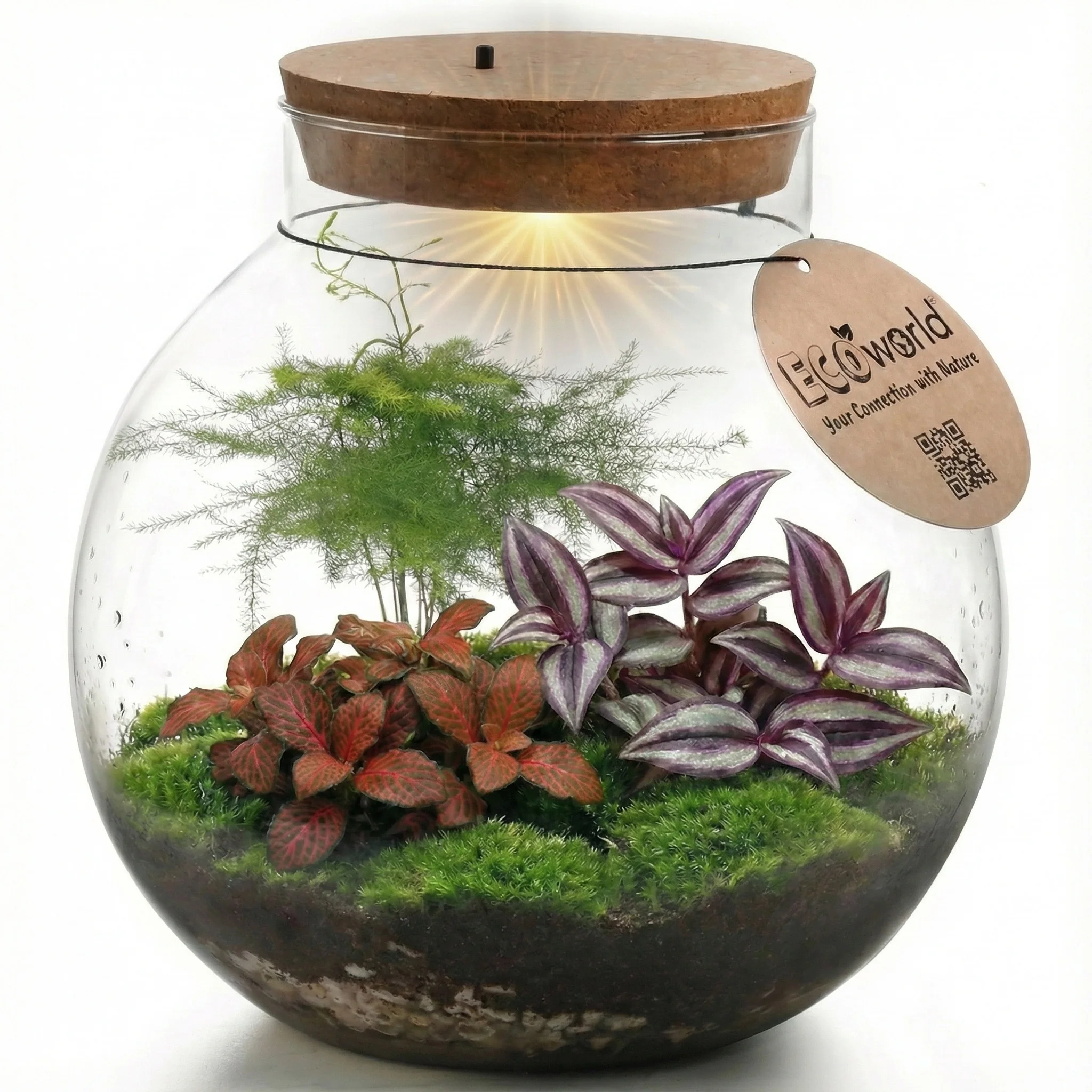 Terrario Grande - Ø30 Cm - Ecosistema - Cristal - Para Montar Uno Mismo