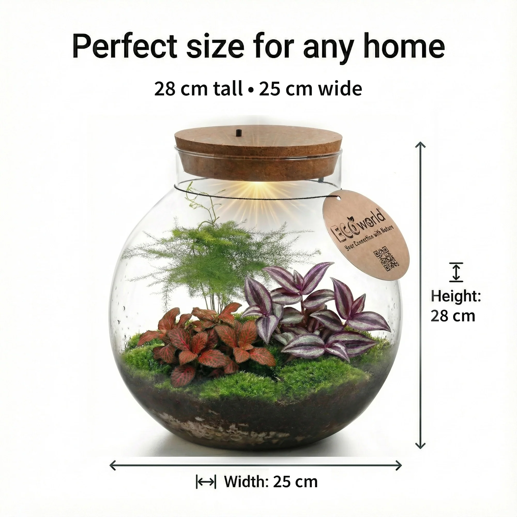 Terrario Grande - Ø30 Cm - Ecosistema - Cristal - Para Montar Uno Mismo - Image 6