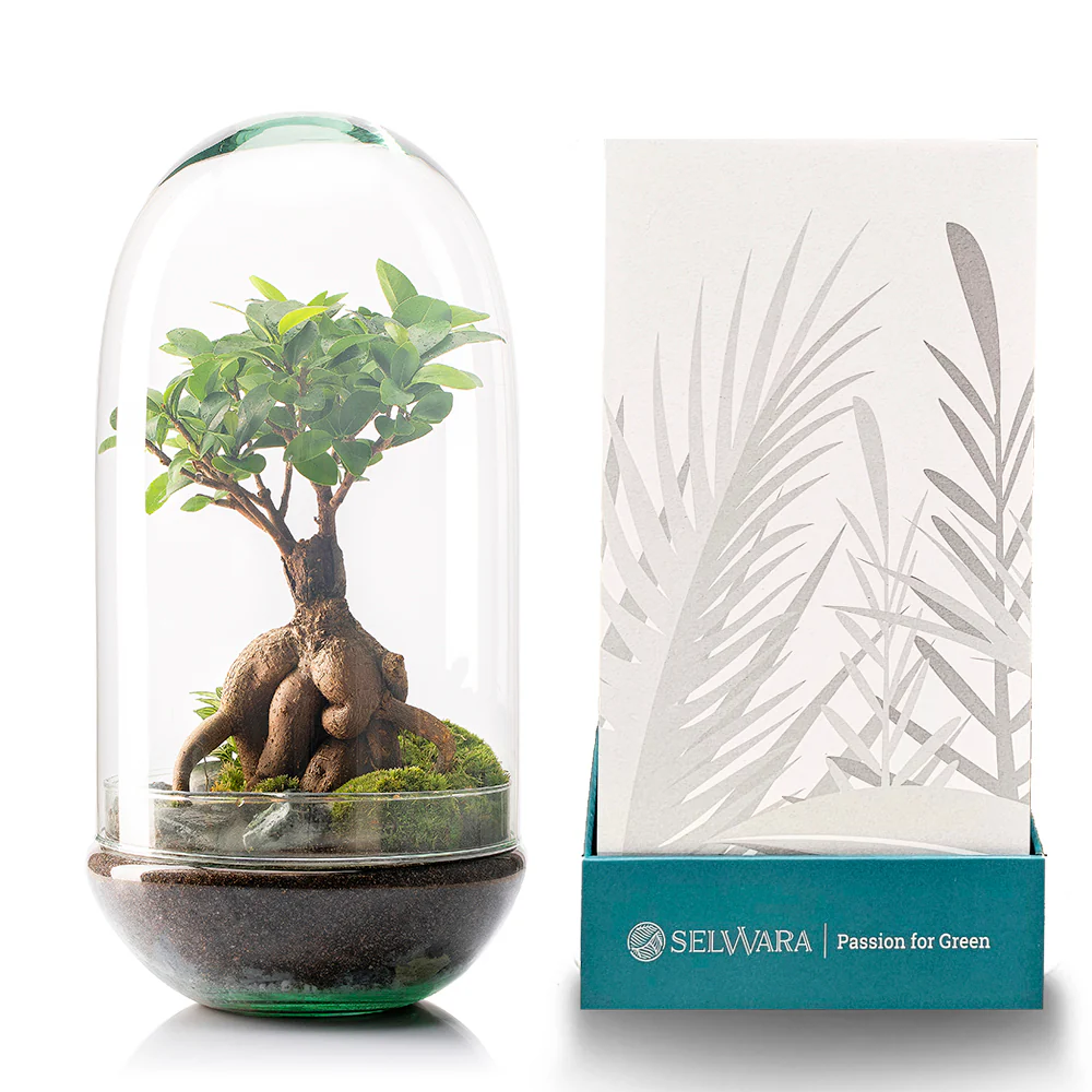 Terrario Madagascar Rain 19x36 Cm - Image 5